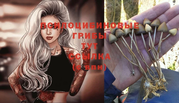 гидра Бородино